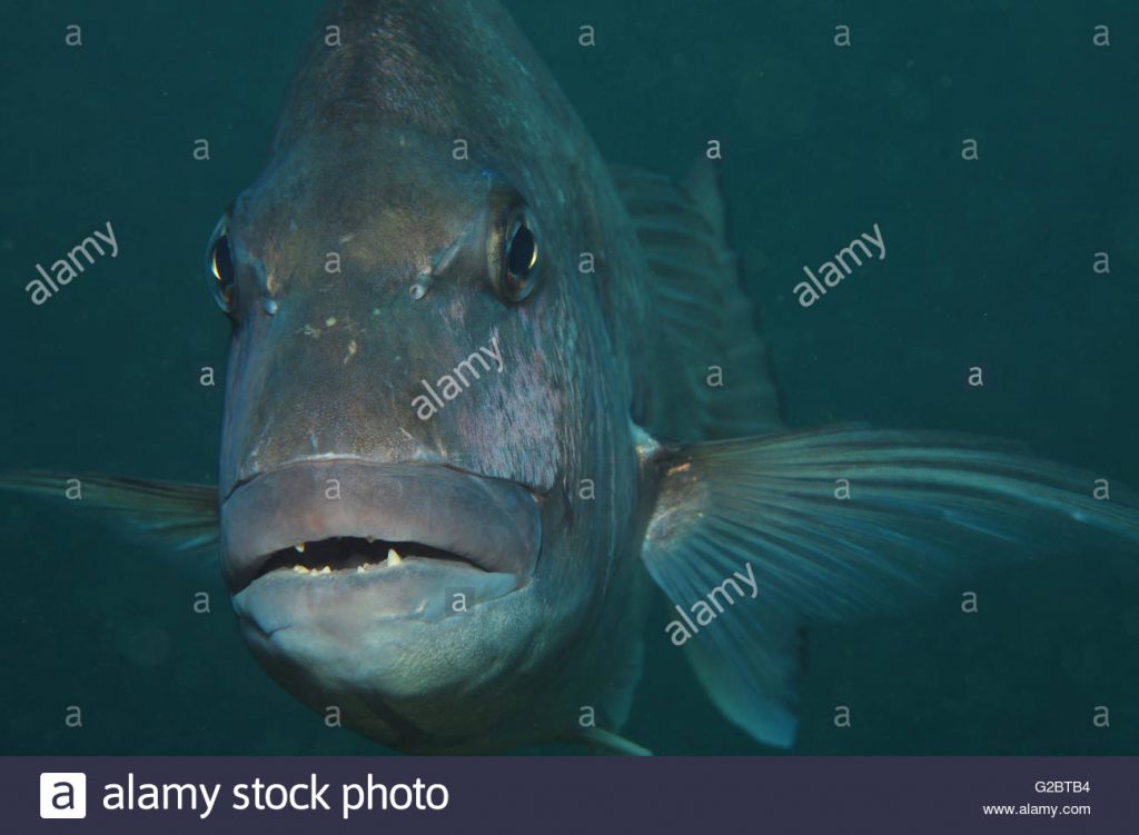 Portrait of australasian snapper – Vita Aquatica