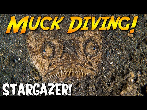 Muck diving