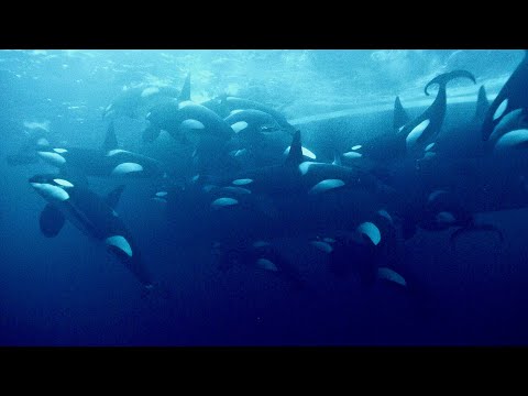 Diving with fifty orcas