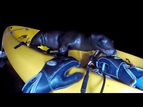 Sea lion pup on kayak