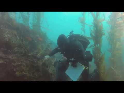 Diver in kelp forest