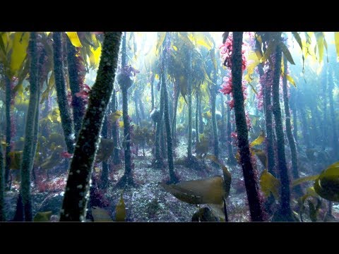 Under kelp forest canopy