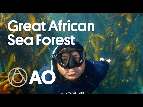 Freediver in kelp forest