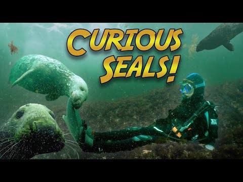 Curious seals