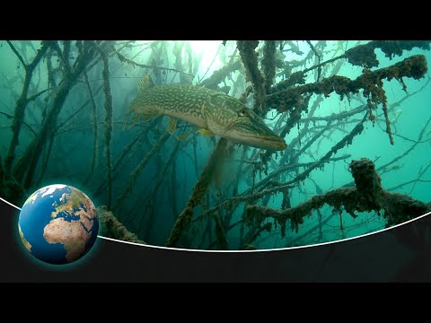 Pike under submerged branches