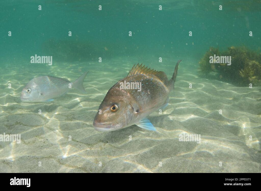 Snapper From Above Australasian snapper Pagrus auratus with erected dorsal fin spines ...