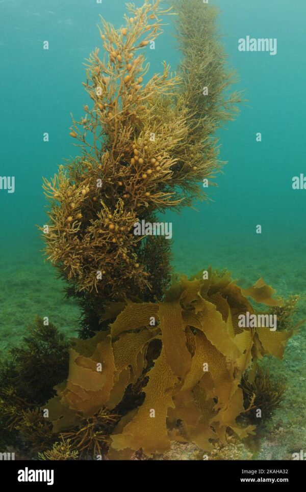 Brown seaweeds with tiny pneumatocysts reaching from flat seafloor to ...