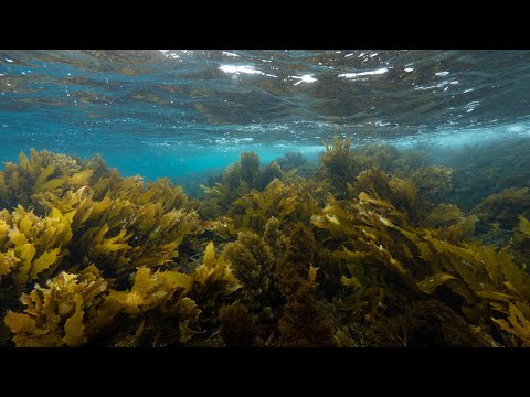 Golden Kelp. Australia’s Great Southern Reef – Vita Aquatica