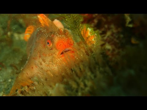 Caring For The Rarest Fish In The World – Tasmania’s Red Handfish ...