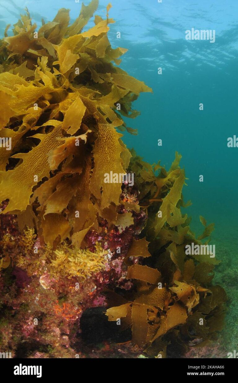 Steep rock covered with brown kelp reaching from seafloor to surface ...