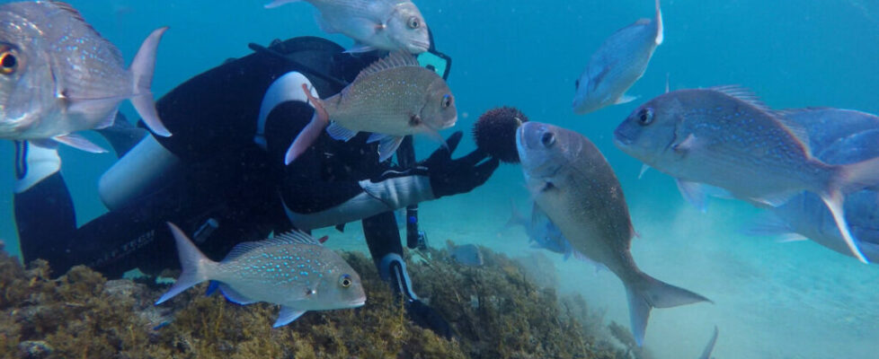 Scuba diver and excited snappers