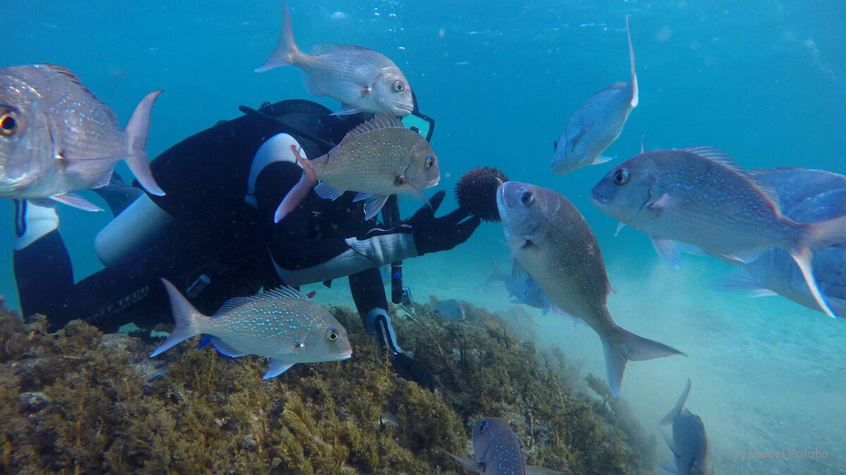 Scuba diver and excited snappers